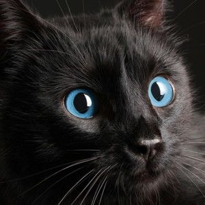 Meet your Posher, Elias